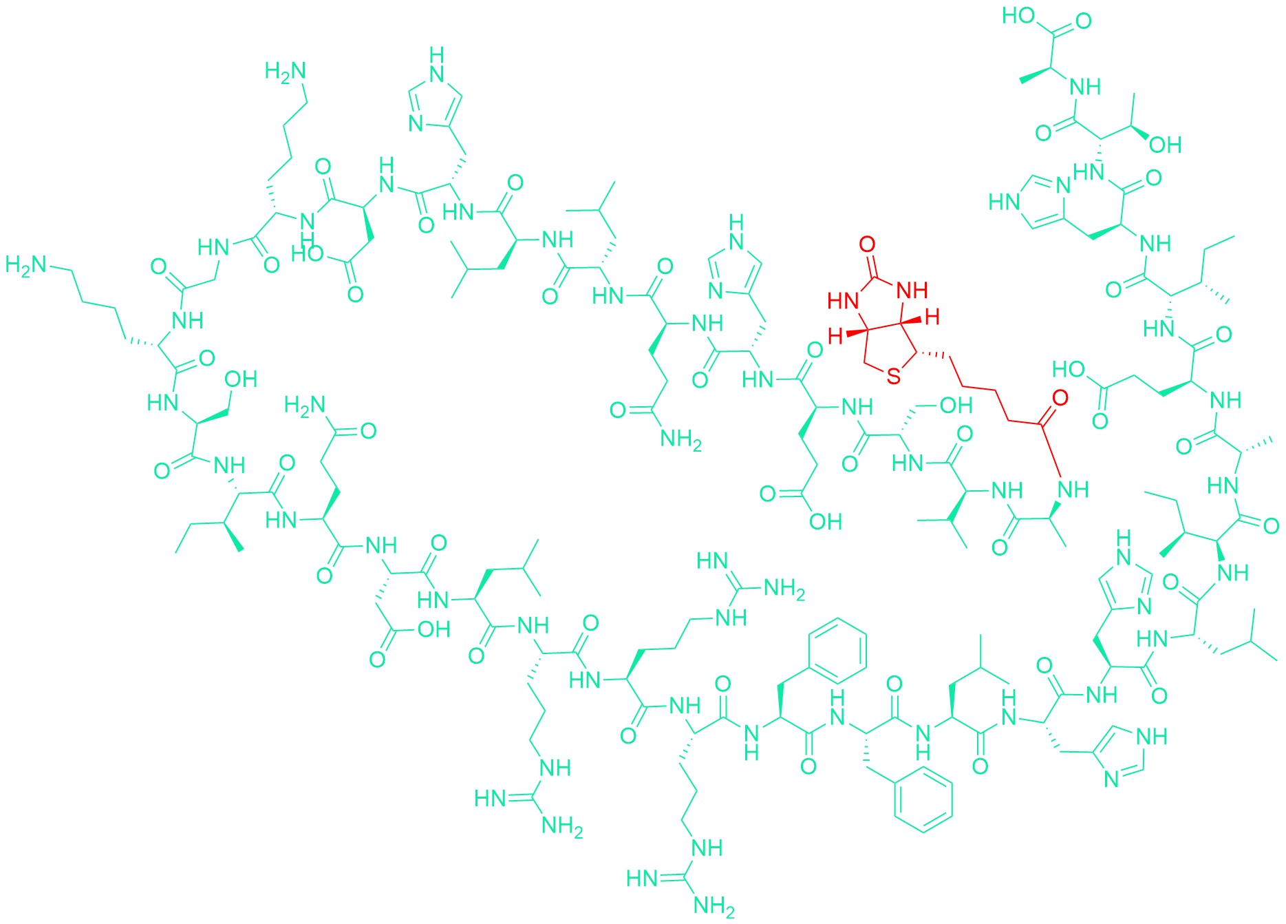 Biotinyl-pTH-Related Protein (1-34) (human, mouse, rat)